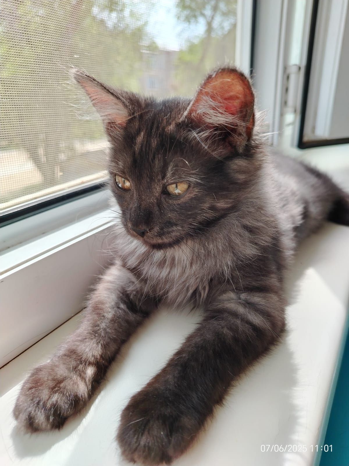 Котенок  девочка