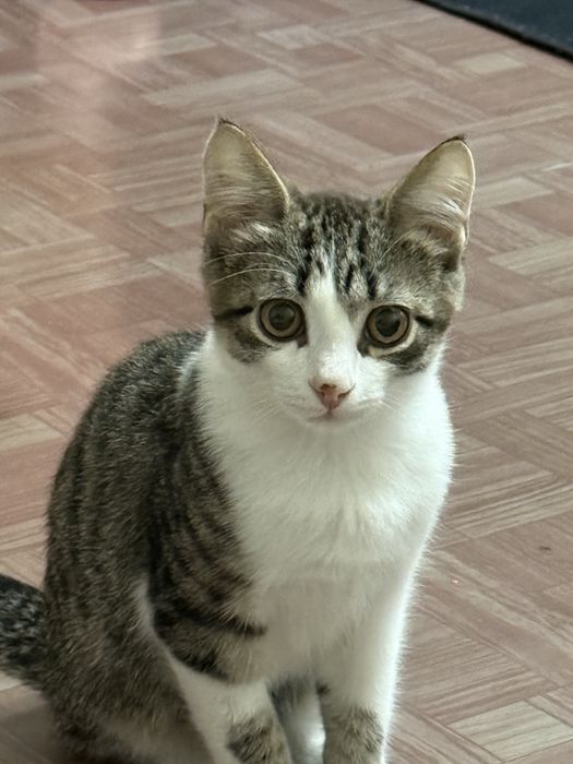 Котёнок ищит дом