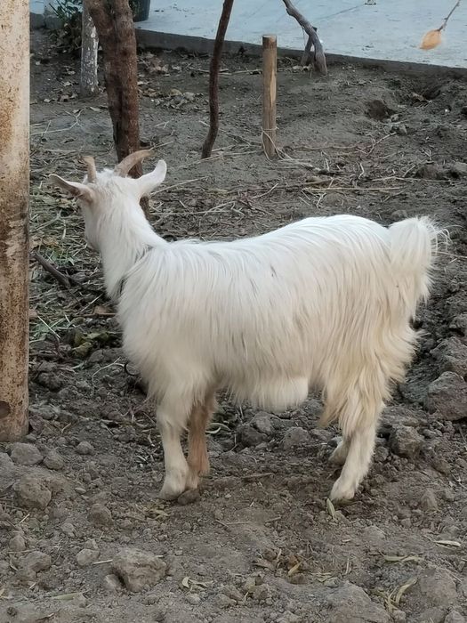 Эчки Россия год 2025