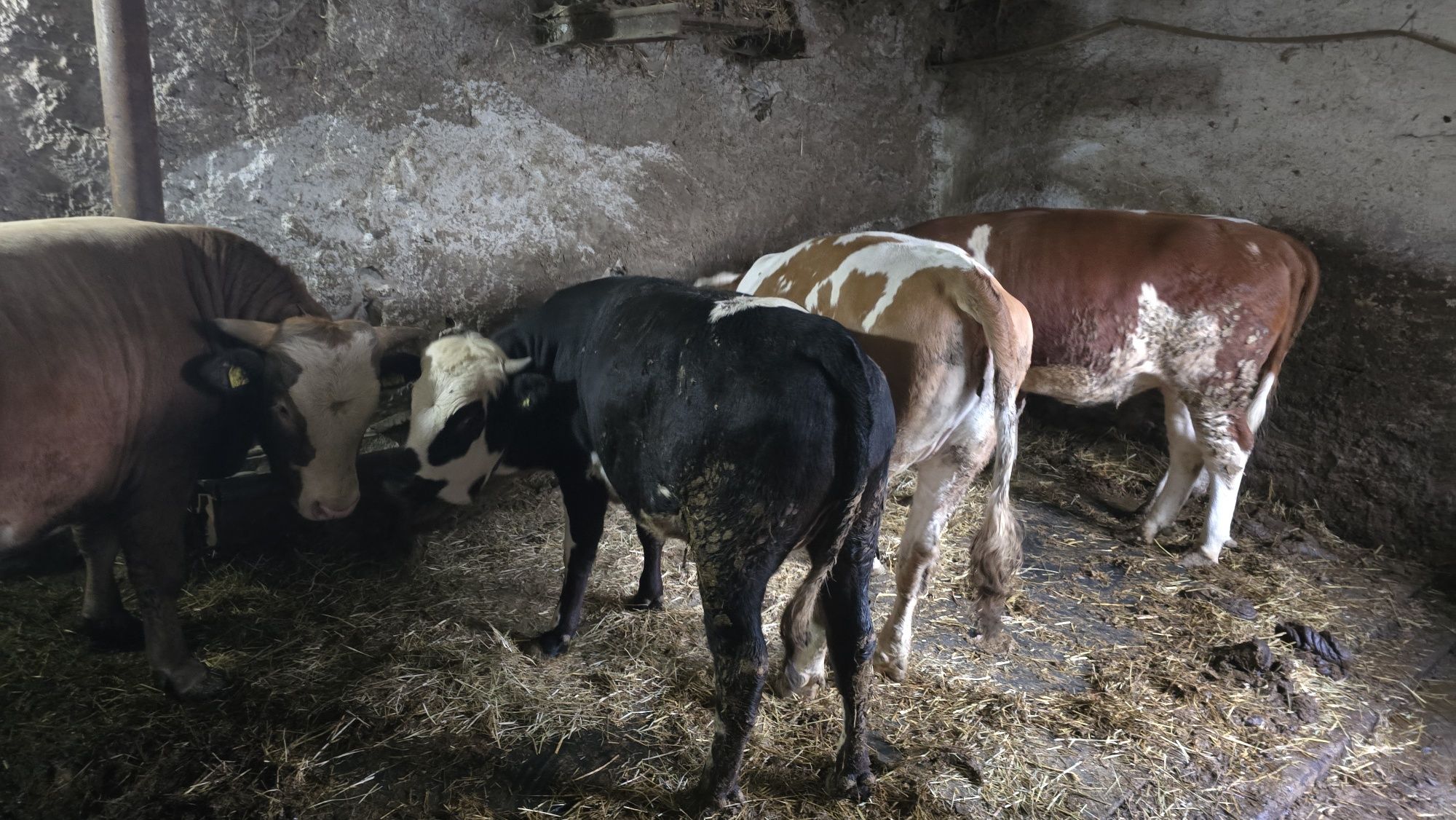 VAND 2 Taurasi su 2 Juninci