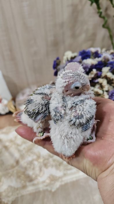 Продаются птенцы Ананасовой Пирруры.