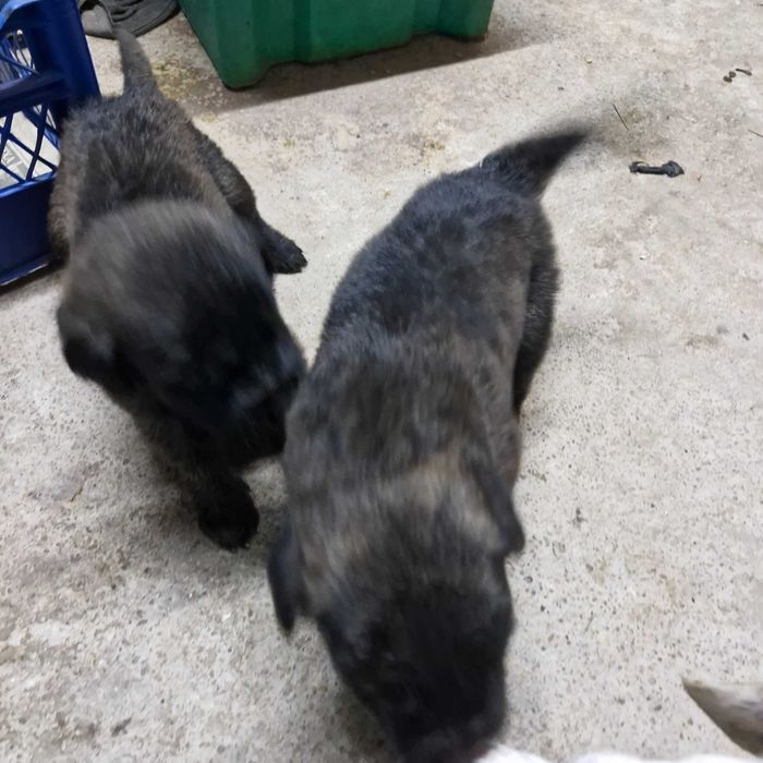 Кане корсо кученца