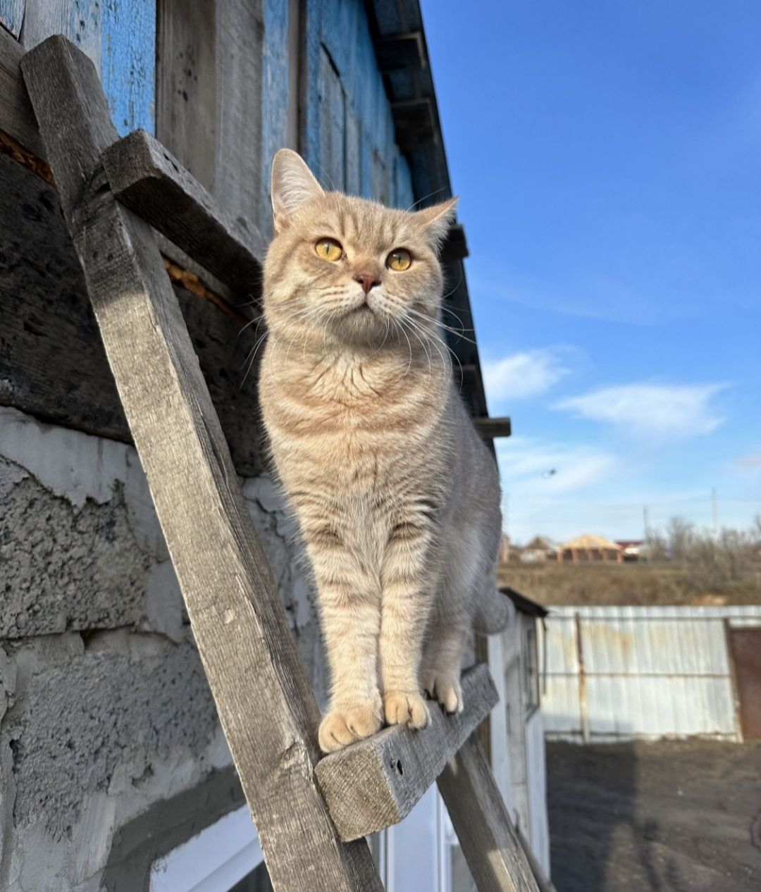 Вязка. Шотландский кот, молодой.