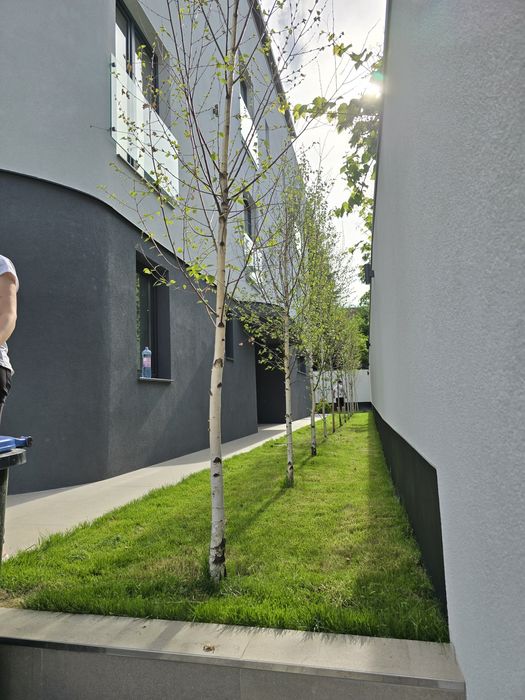 Catalpa platan tei mesteacăn