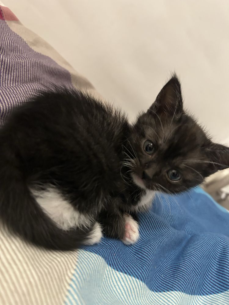 Котята ищут любящих хозяев
