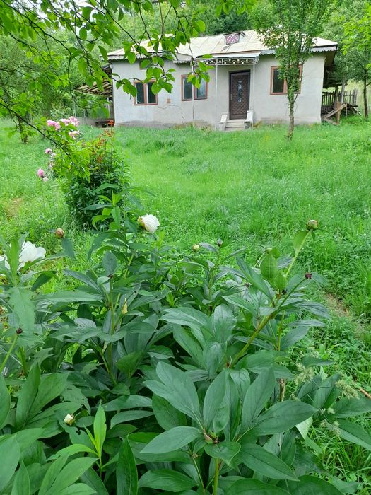 Închiriere casa plus teren 12000m2 pășune zona retrasa
