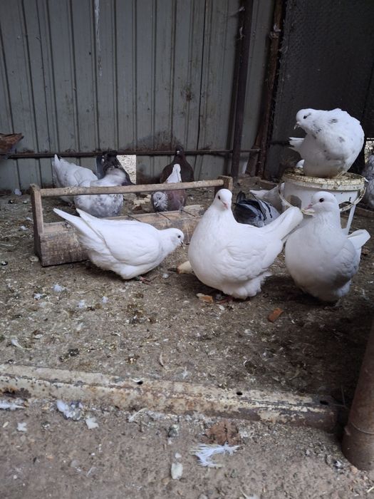 Vand porumbei mondaini și circani