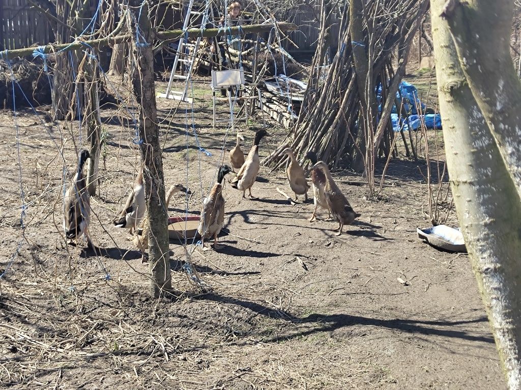 Vând ratoi indieni