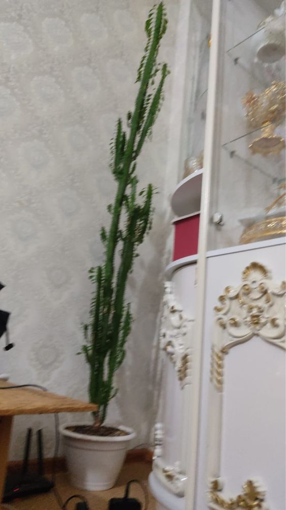 Продам комнатную растению