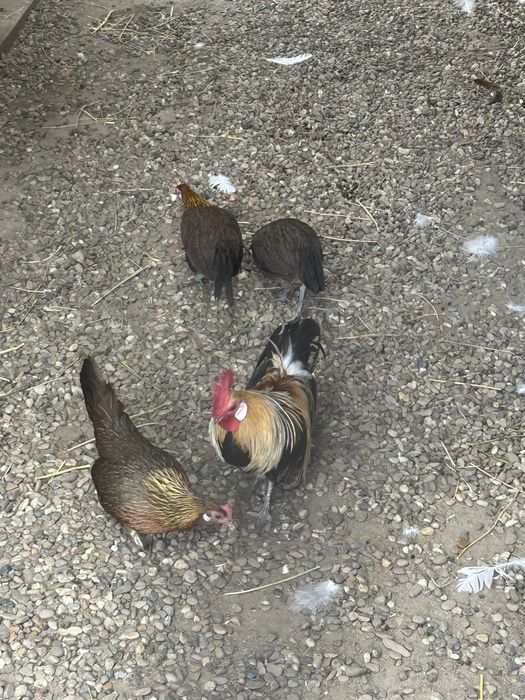 Vand familie gaini phoenix