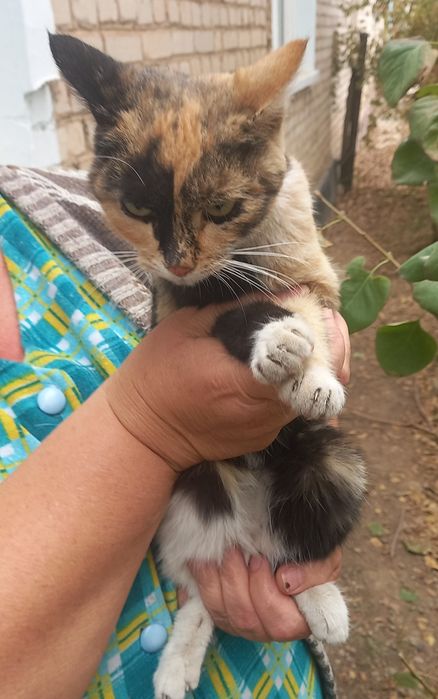 Кошечка в добрые ручки