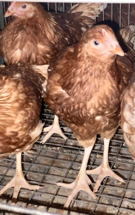 Vaccinarea – diferența dintre o puicuță sănătoasă și o pierdere sigură