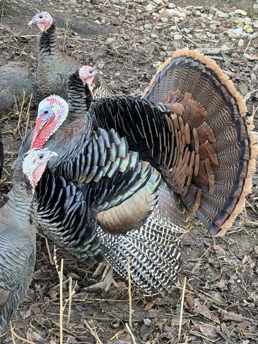 Curci rasa pura Americane Salbatic