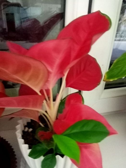 Hilma hil gullar tabiy uy sharoyitida osgan.