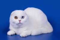 Вязка кот белоснежный вислоухий