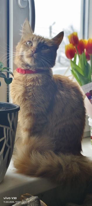 Вязка кошка ищет кота