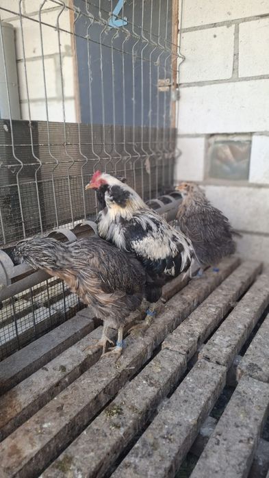 Araucana  argintiu 2×1