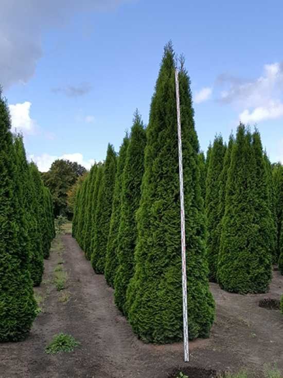 Vand tuia smarald, columnaris, leylandii, occidentalis, gard viu.