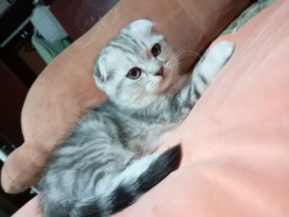 Шиншила кошки продаются