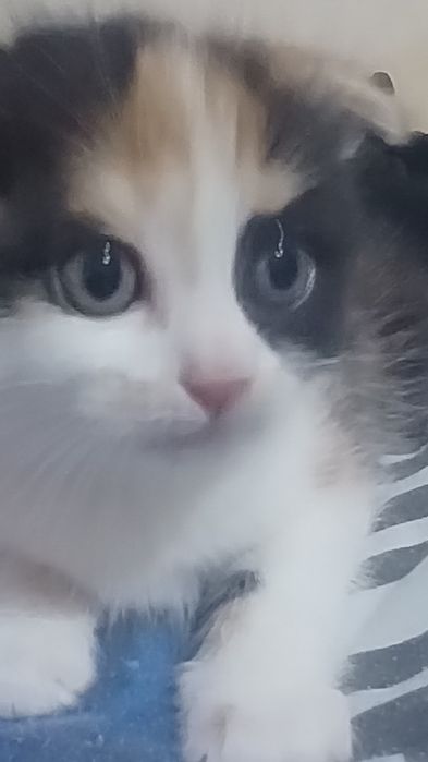 Veslouxo fold 1.5 oylik sotiladi kiz bola juda chiroyli oyinkarok