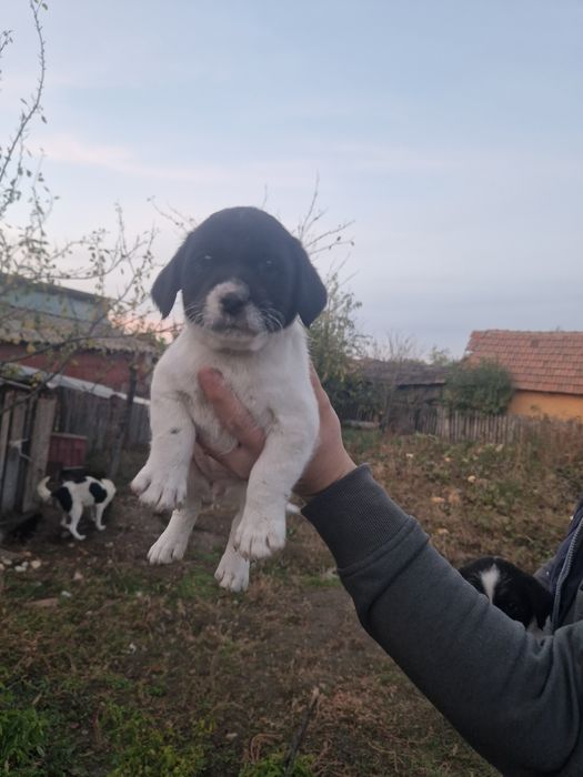 Donez cățeluși frumoși și foarte jucăuși