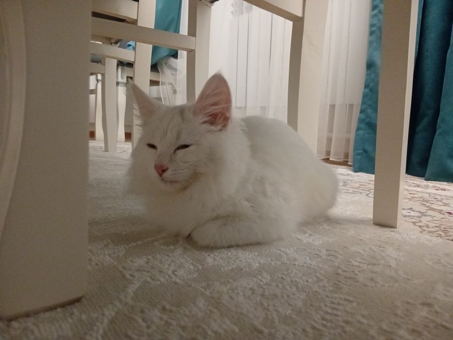 Отдаю кота в добрые руки
