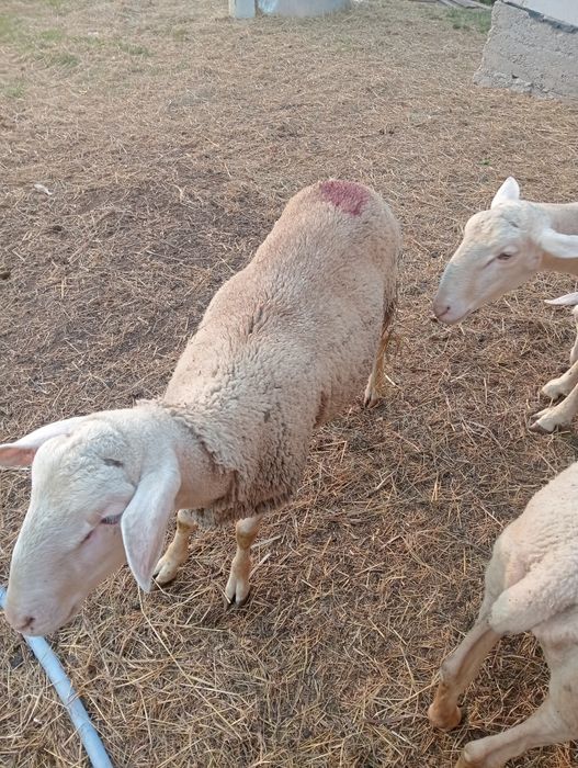 Vind  Berbec lacaune