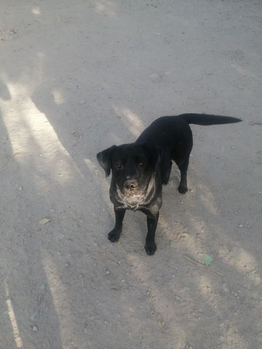 Жаркий чёрный Красавец ищет подругу