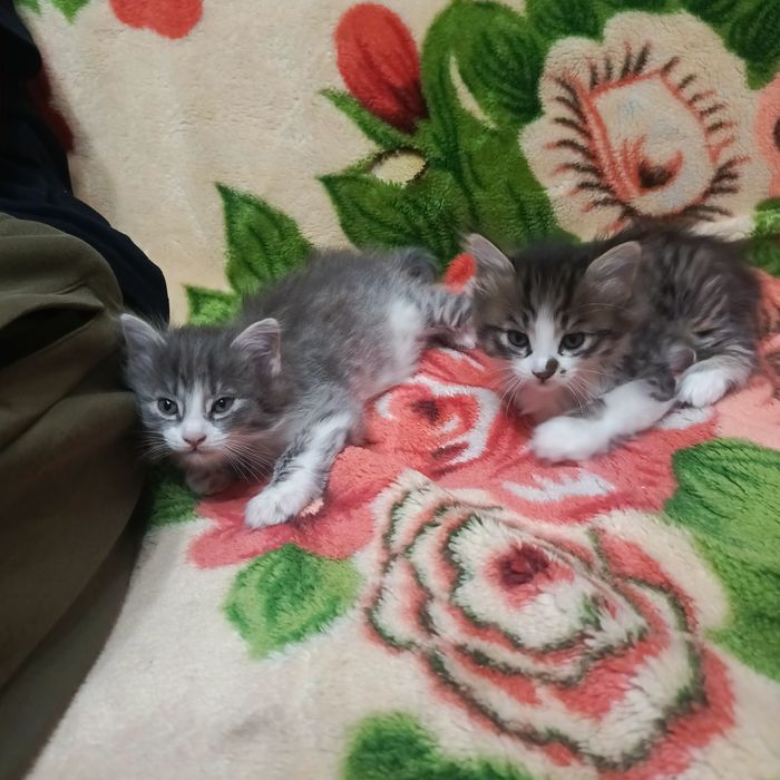 Бесплатно отдам, котята