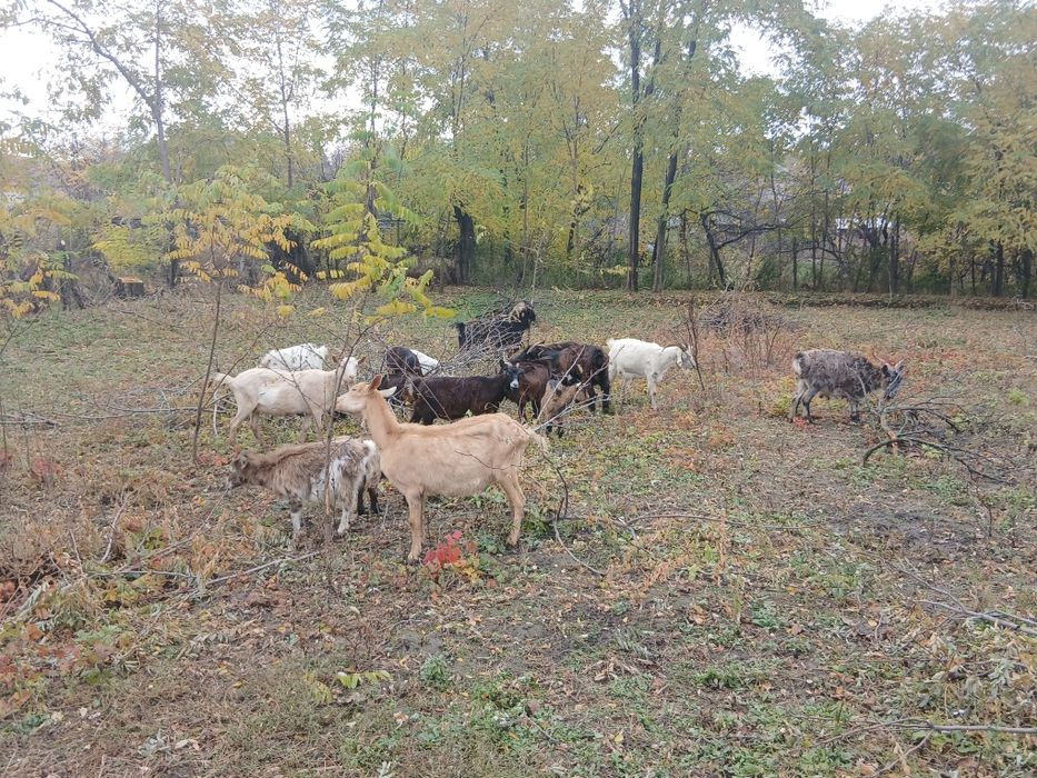 Vând 18 capre de vânzare