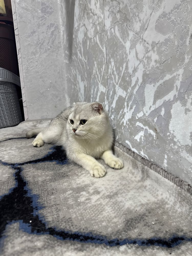 Scottish fold chinchilla mushik sotiladi