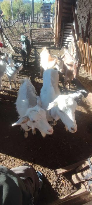 Vând capre mai multe detalii la numai de telefon ...