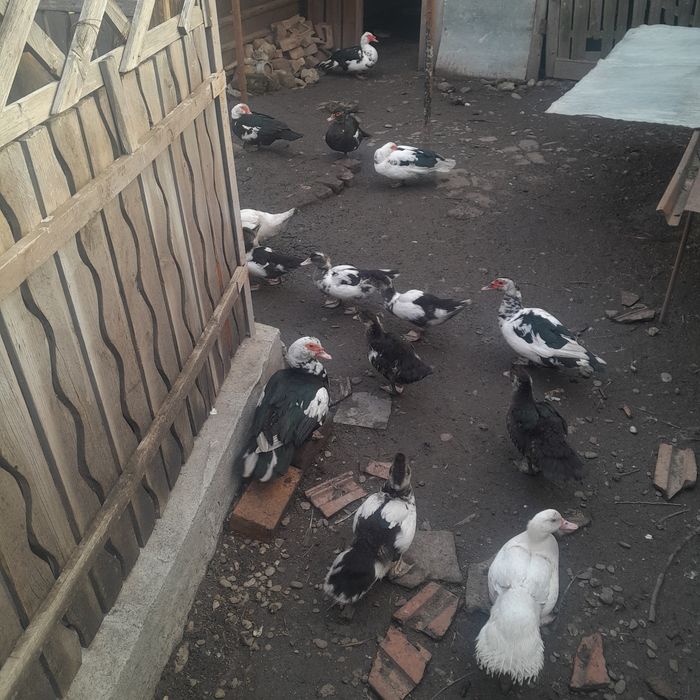 Rate leșești de vanzare