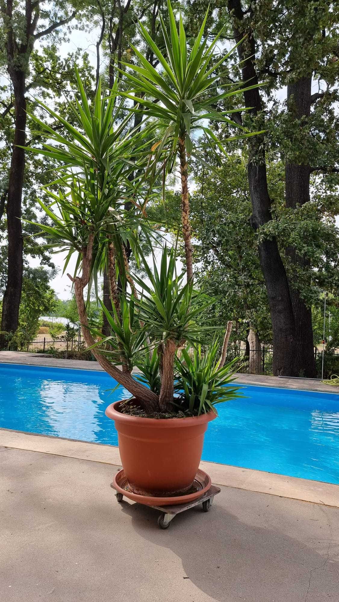 yucca h 3m diam 80 cm