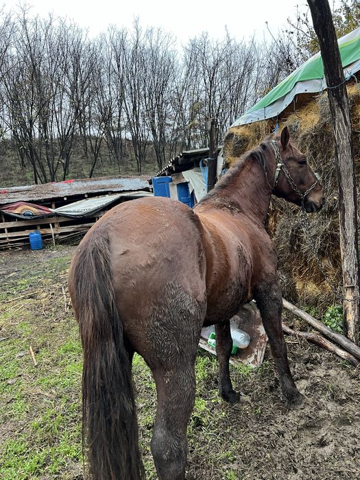 Vand cal.schimb pe capre