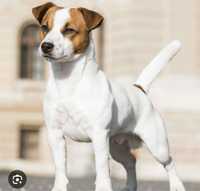 Donez Jack Russell Terrier