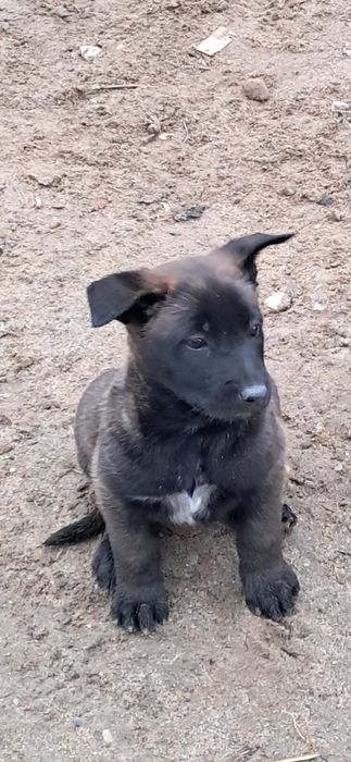Femela ciobanesc belgian malinoins