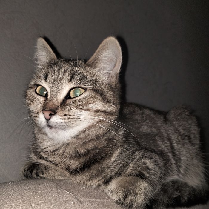 Отдам в хорошие руки