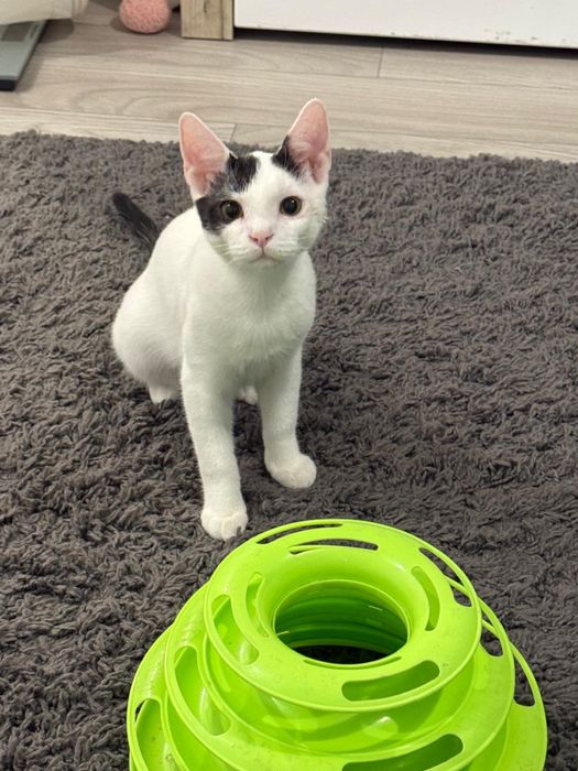 Adoptie 2 pui pisica rasa metis varsta 5 luni