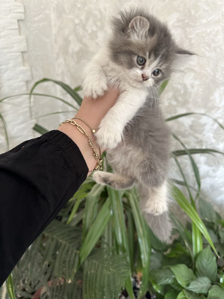 Продаю котят очень сладкие чисто кровные мама папа из Египта цена