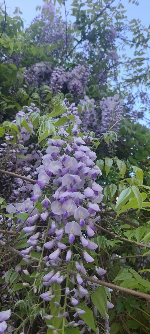 Glicina în ghiveci - wisteria mov