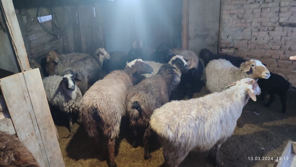 Саулык козылы коилар