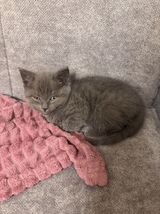 Британский котенок