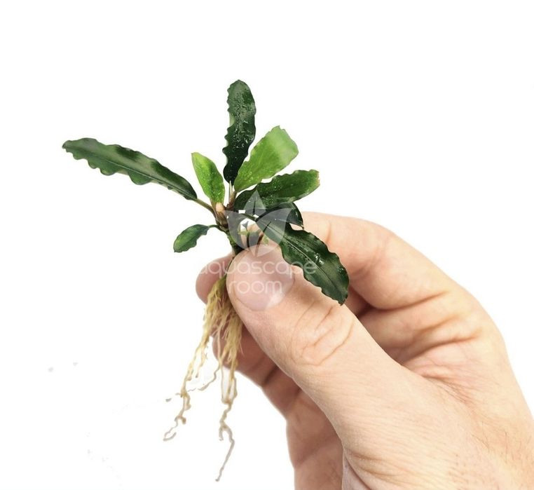 Bucephalandra – Superbe. Stoc limitat.