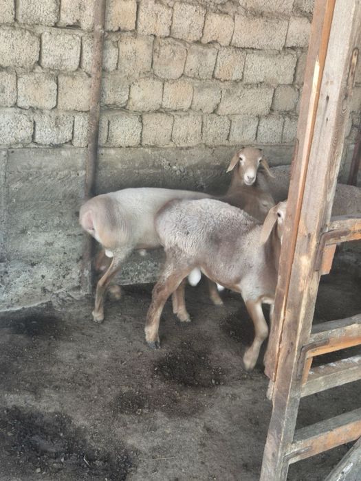 Qoyla sotiladi boqmasiyam bor