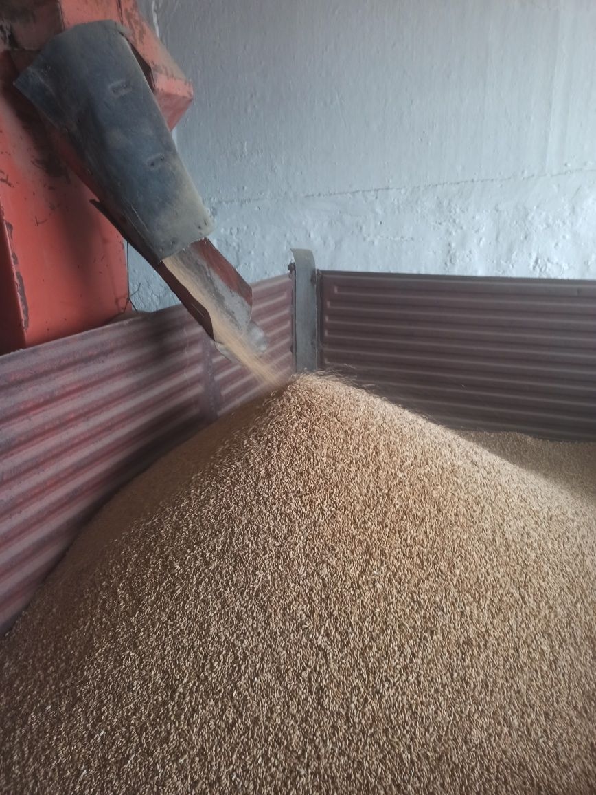 Продажа пшеницы на семена сорт Омская 36