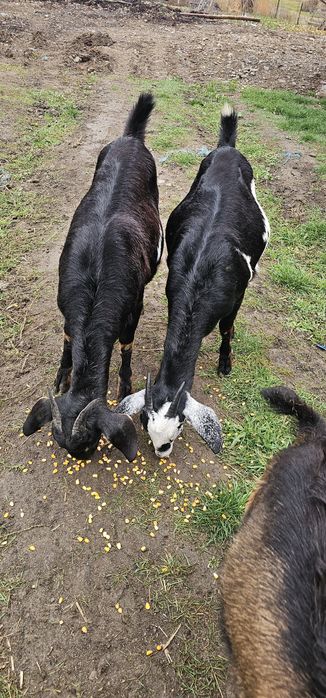 Anglo nubian capra/iadă