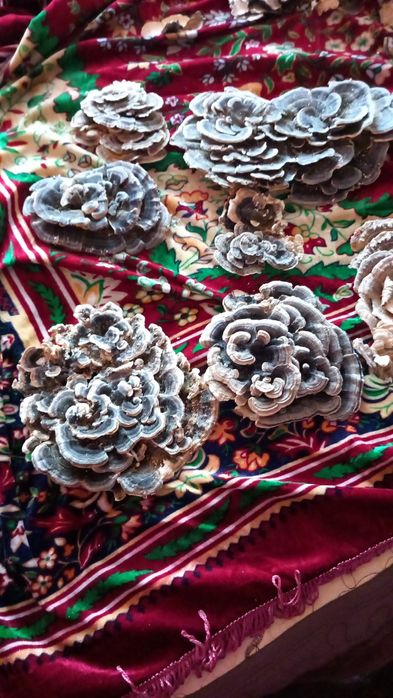 Ciuperci uscate medicinale coada curcanului