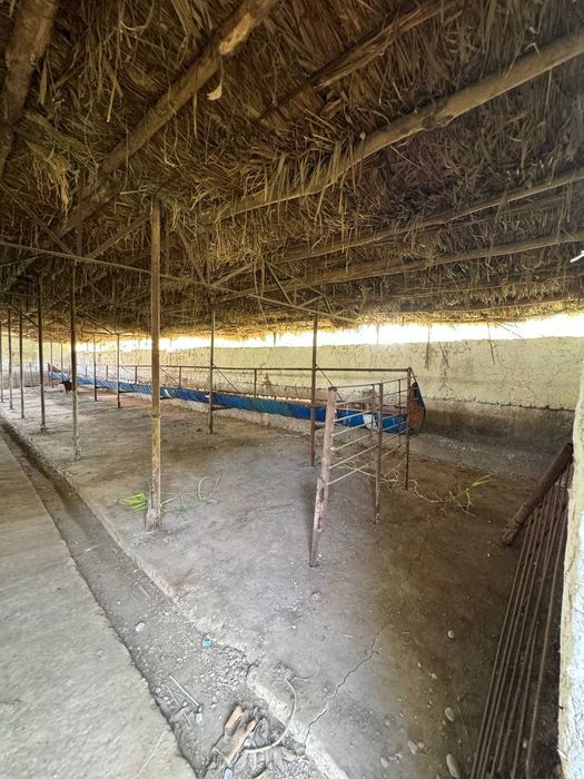 Продаётся ферма в Янгиюле