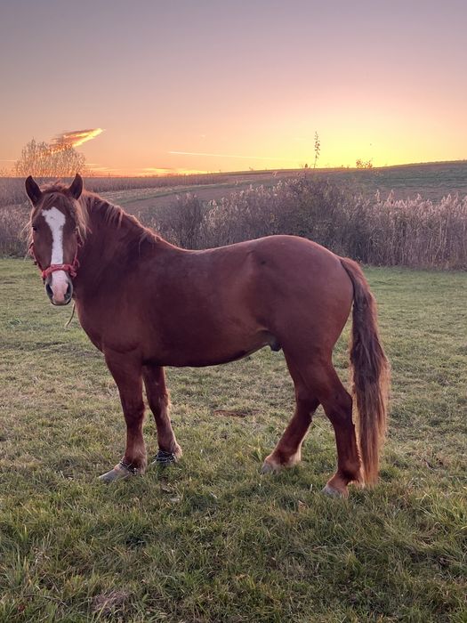 Vand armasar  de 3 ani